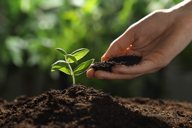 Photo of Woman putting soil under young plant outdoors, closeup