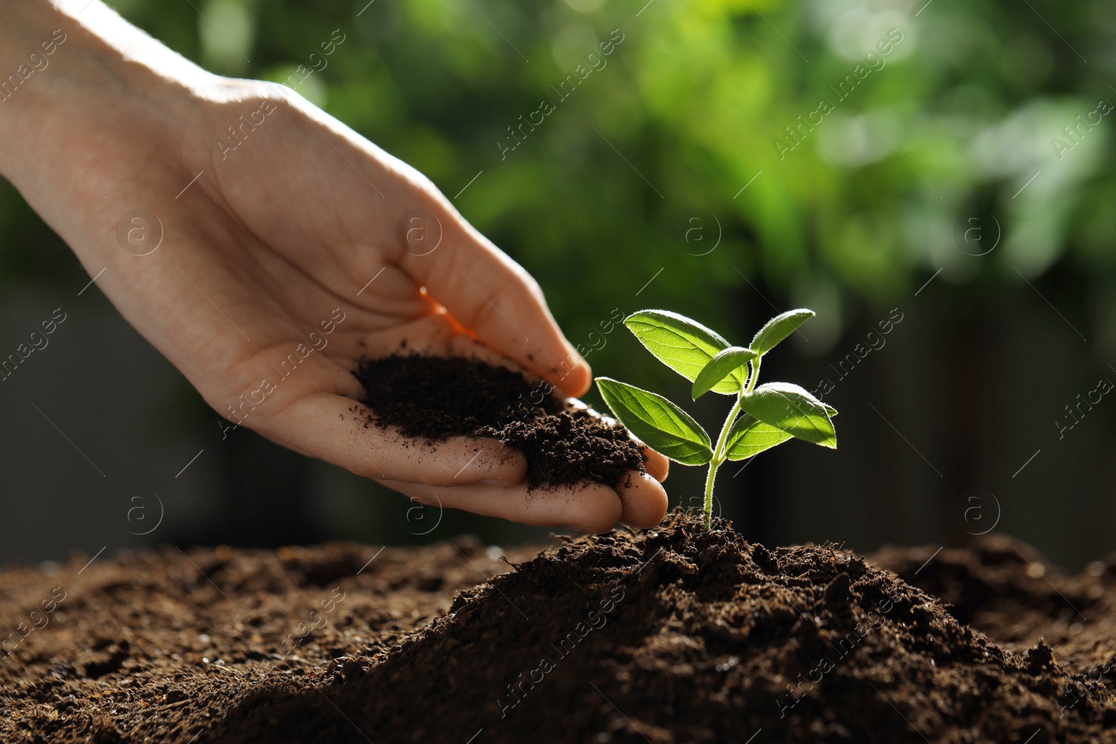 Photo of Woman putting soil under young plant outdoors, closeup