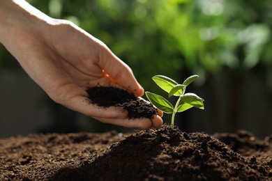 Photo of Woman putting soil under young plant outdoors, closeup