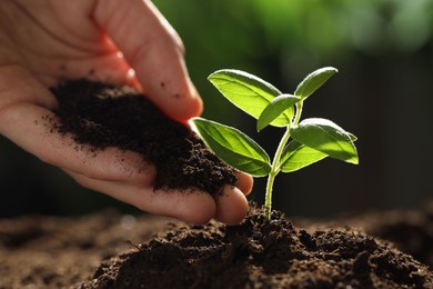 Photo of Woman putting soil under young plant outdoors, closeup