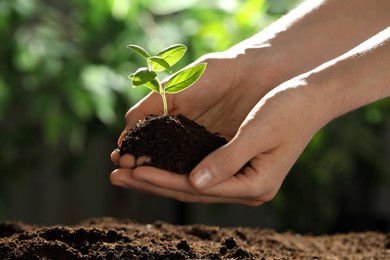 Photo of Woman holding soil with young plant outdoors, closeup