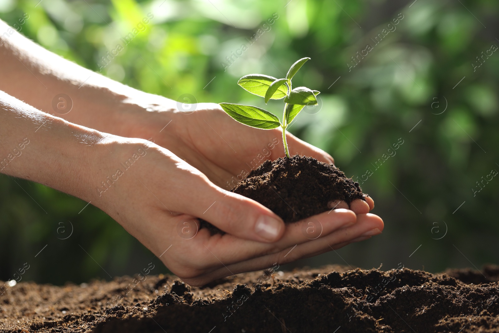 Woman holding soil with young plant outdoors, closeup Photo of Woman holding soil with young plant outdoors, closeup