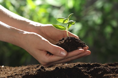 Photo of Woman holding soil with young plant outdoors, closeup