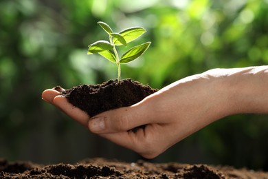 Photo of Woman holding soil with young plant outdoors, closeup