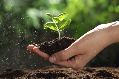 Photo of Woman holding soil with young plant outdoors, closeup