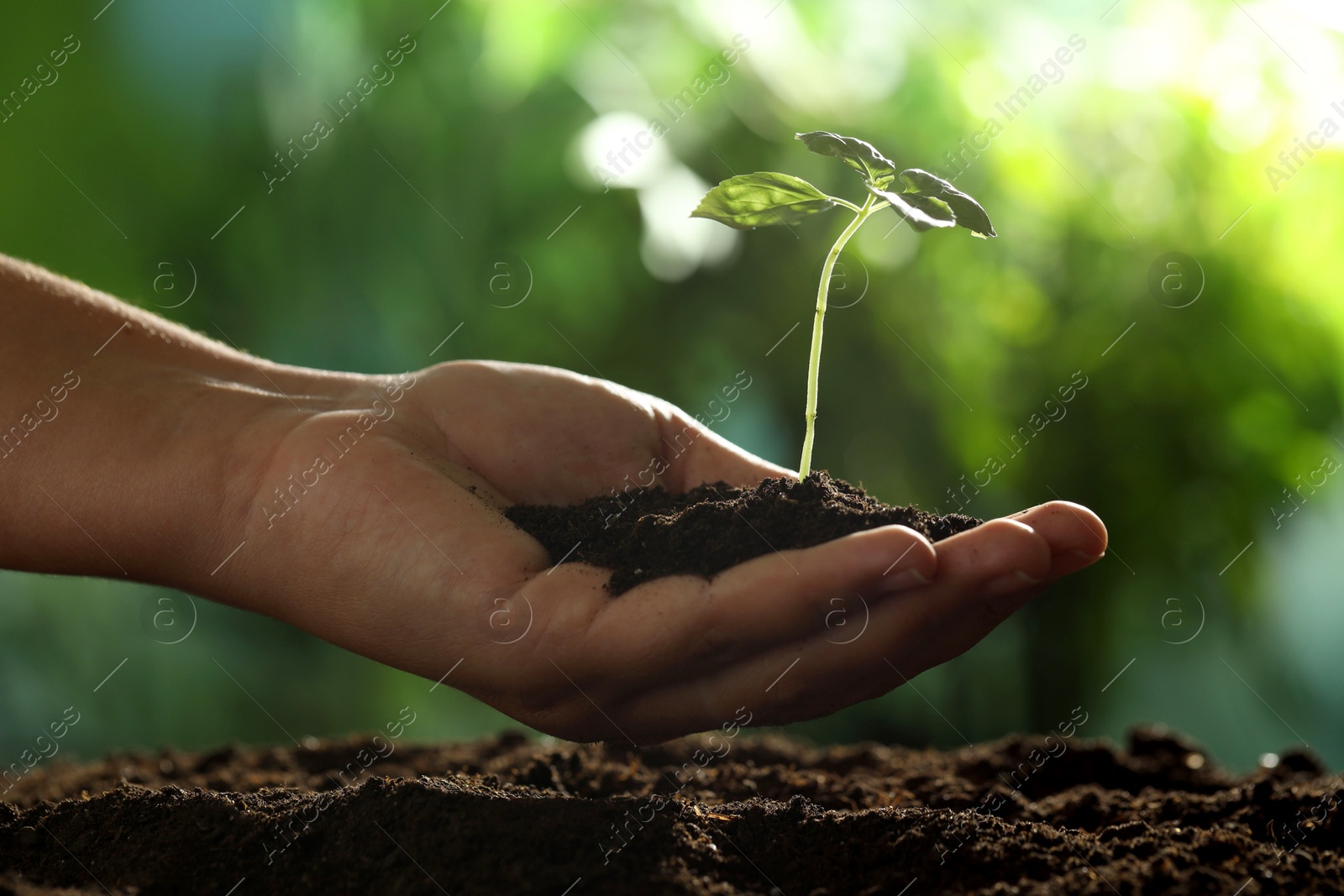 Photo of Woman holding soil with young plant outdoors, closeup