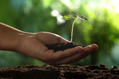 Photo of Woman holding soil with young plant outdoors, closeup