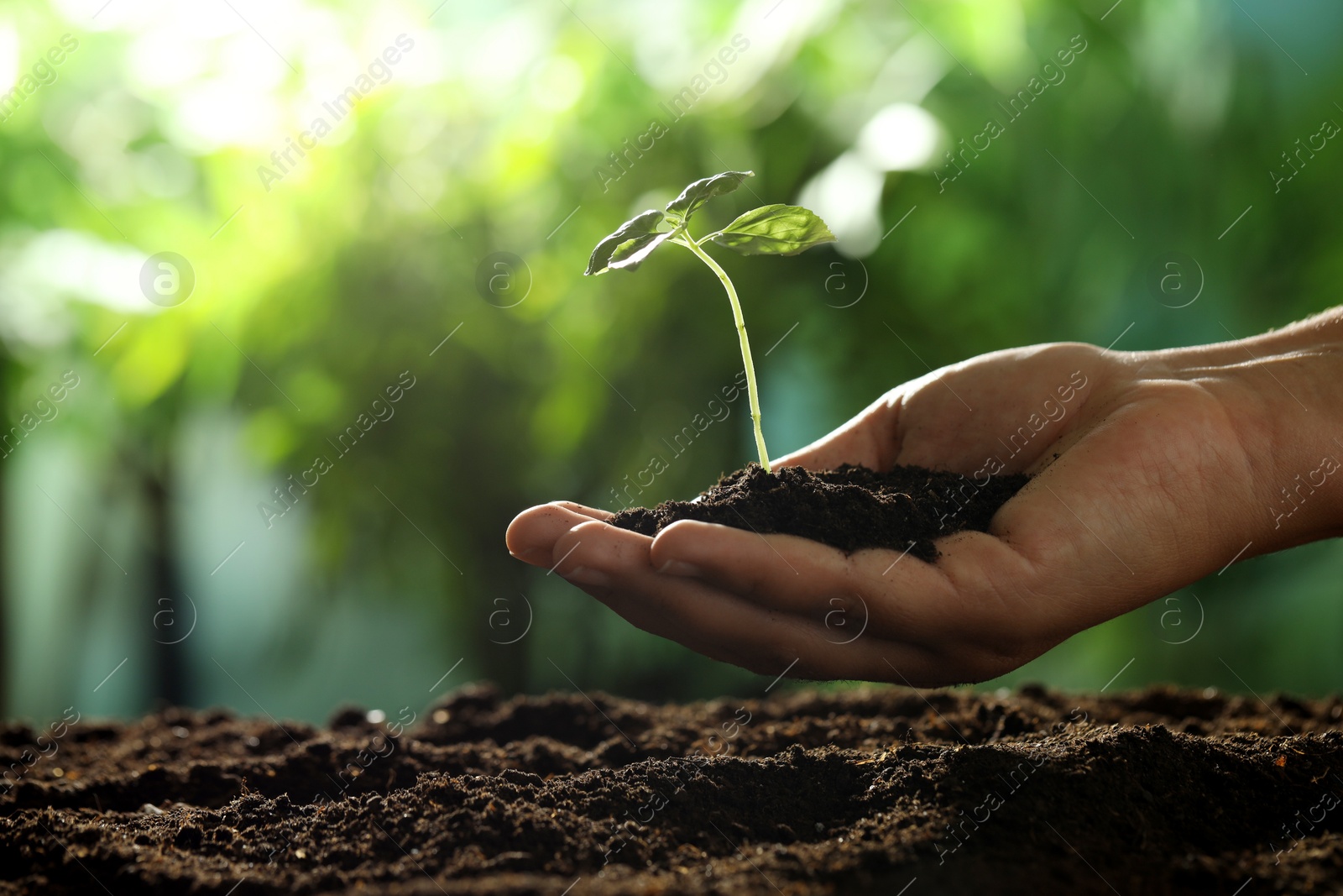 Photo of Woman holding soil with young plant outdoors, closeup. Space for text
