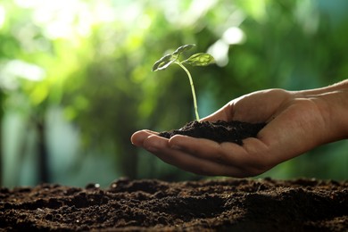 Photo of Woman holding soil with young plant outdoors, closeup. Space for text