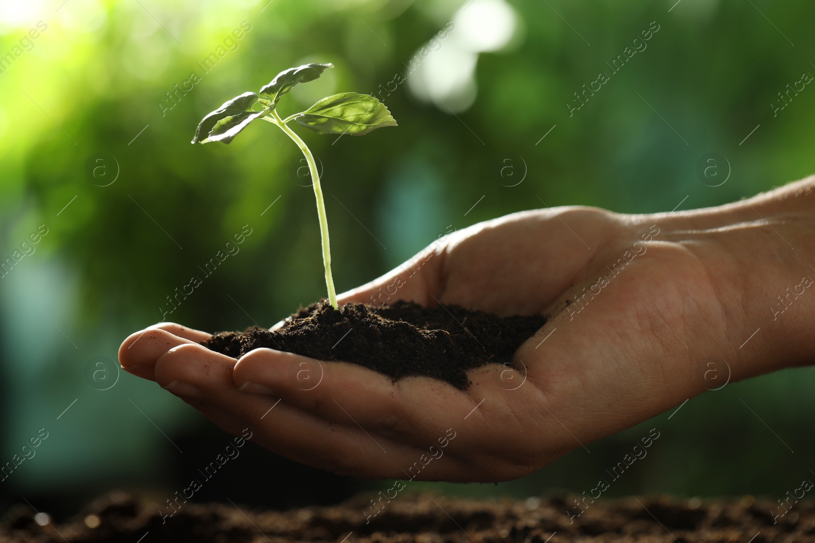 Photo of Woman holding soil with young plant outdoors, closeup