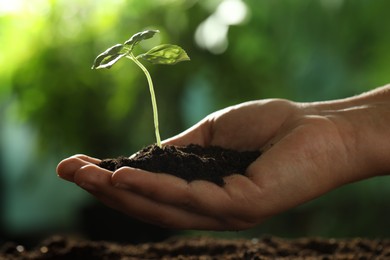 Photo of Woman holding soil with young plant outdoors, closeup