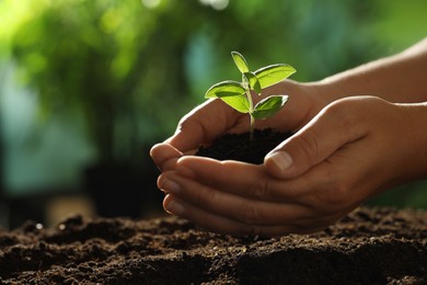 Photo of Woman holding soil with young plant outdoors, closeup