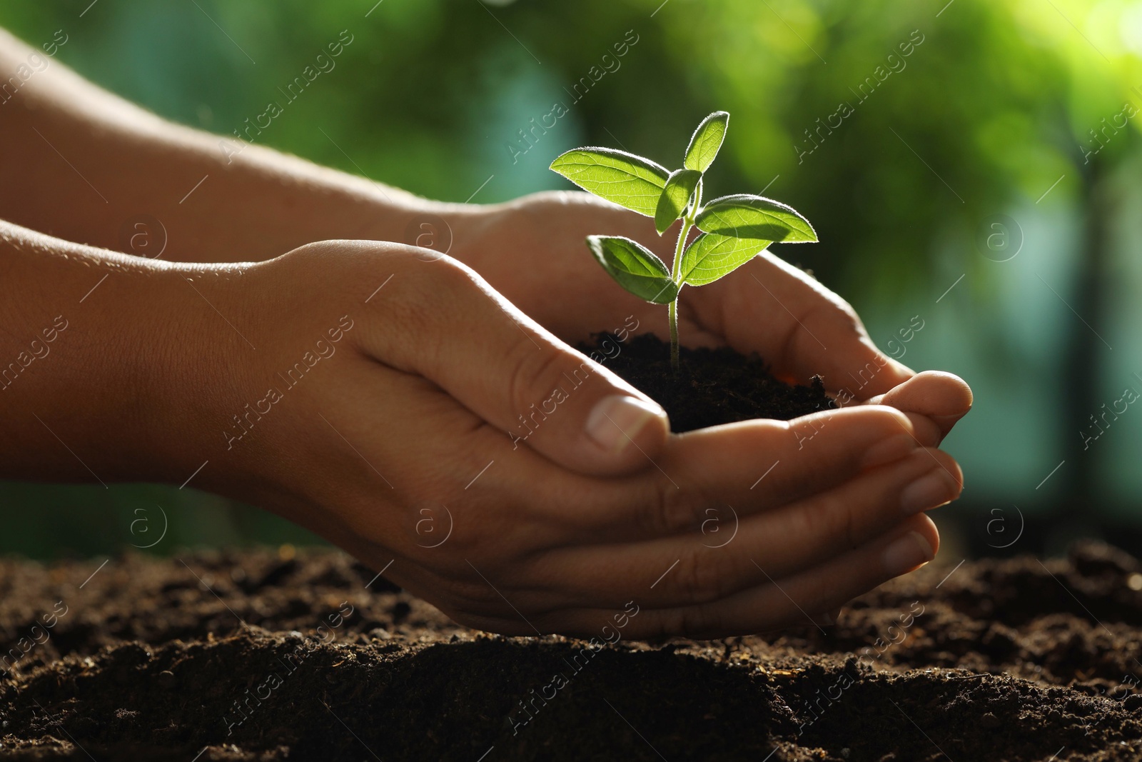 Photo of Woman holding soil with young plant outdoors, closeup