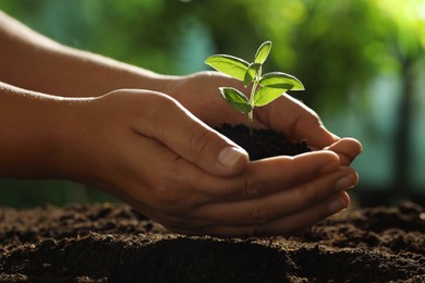 Photo of Woman holding soil with young plant outdoors, closeup
