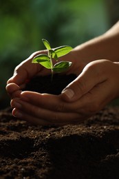 Photo of Woman holding soil with young plant outdoors, closeup