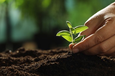 Photo of Woman planting young sapling into soil outdoors, closeup. Space for text
