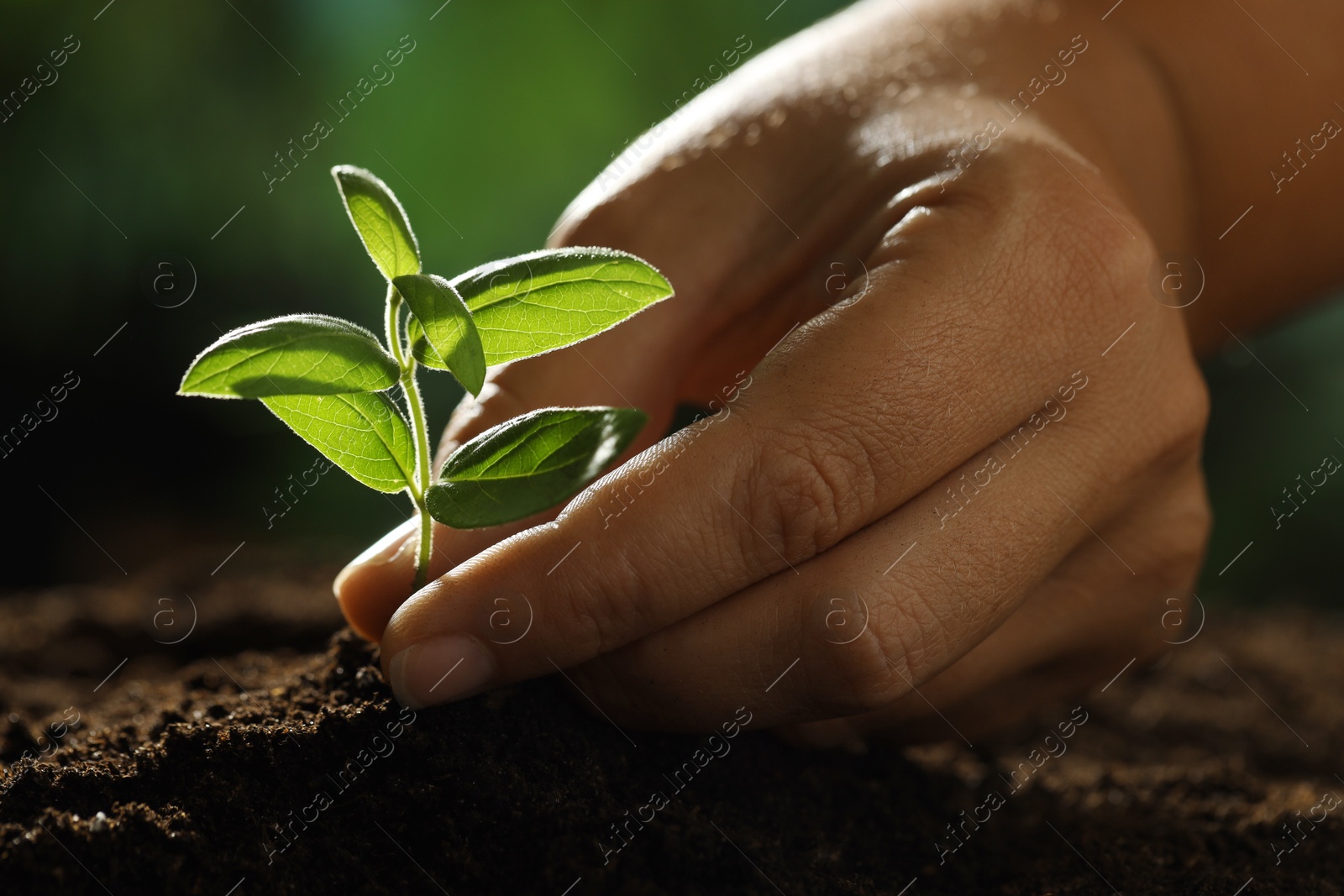 Photo of Woman planting young sapling into soil outdoors, closeup