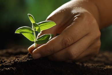 Photo of Woman planting young sapling into soil outdoors, closeup