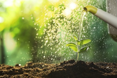 Photo of Watering young plant growing from soil outdoors, closeup. Space for text