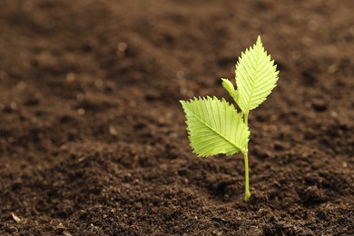 Photo of Young plant with green leaves growing from soil, closeup. Space for text