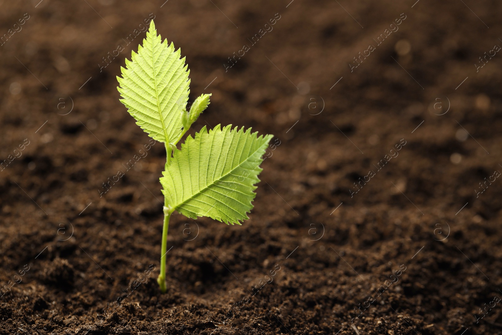 Photo of Young plant with green leaves growing from soil, closeup. Space for text