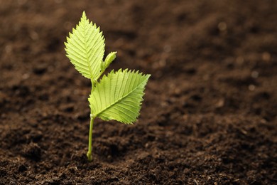 Photo of Young plant with green leaves growing from soil, closeup. Space for text