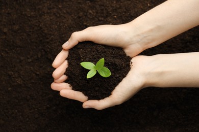 Photo of Woman holding soil with young plant, top view