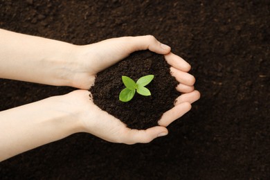 Photo of Woman holding soil with young plant, top view