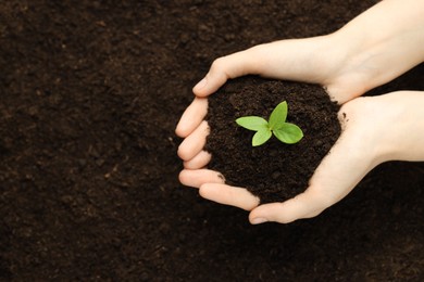 Photo of Woman holding soil with young plant, top view. Space for text