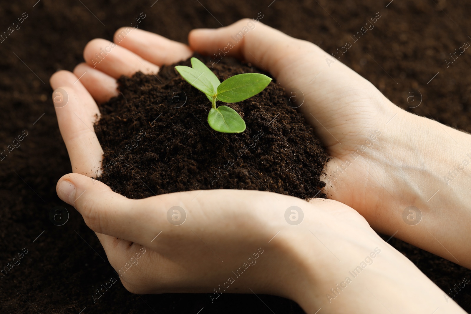 Photo of Woman holding soil with young plant, closeup