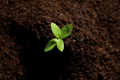 Photo of Young plant with green leaves growing from soil, top view