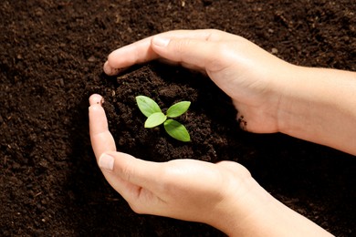 Photo of Woman holding soil with young plant, top view