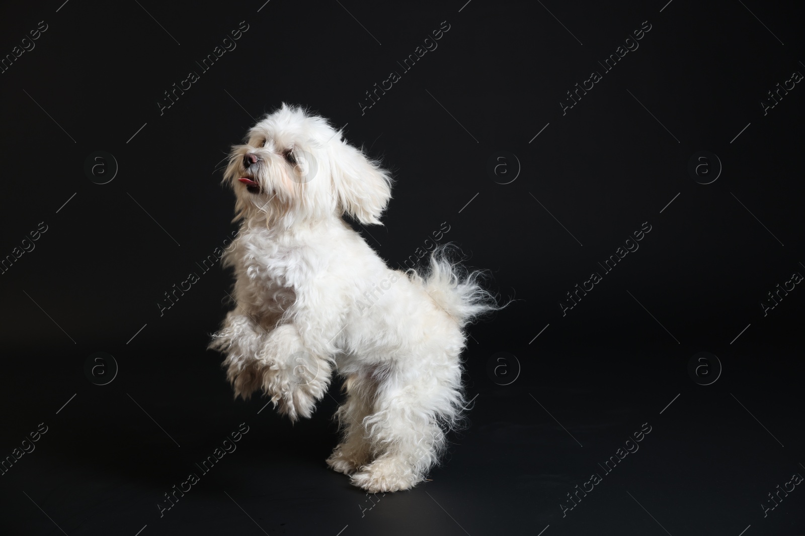 Cute white Maltese dog on black background, space for text Photo of Cute white Maltese dog on black background, space for text