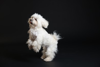Photo of Cute white Maltese dog on black background, space for text