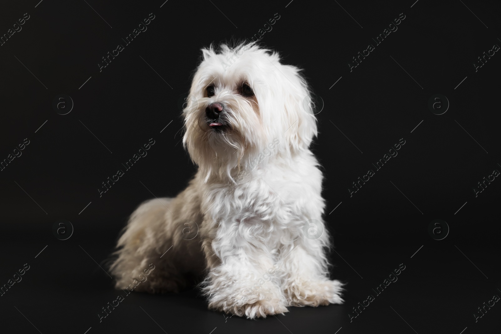 Photo of Cute white Maltese dog on black background