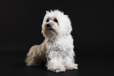 Photo of Cute white Maltese dog on black background