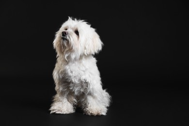 Photo of Cute white Maltese dog on black background, space for text