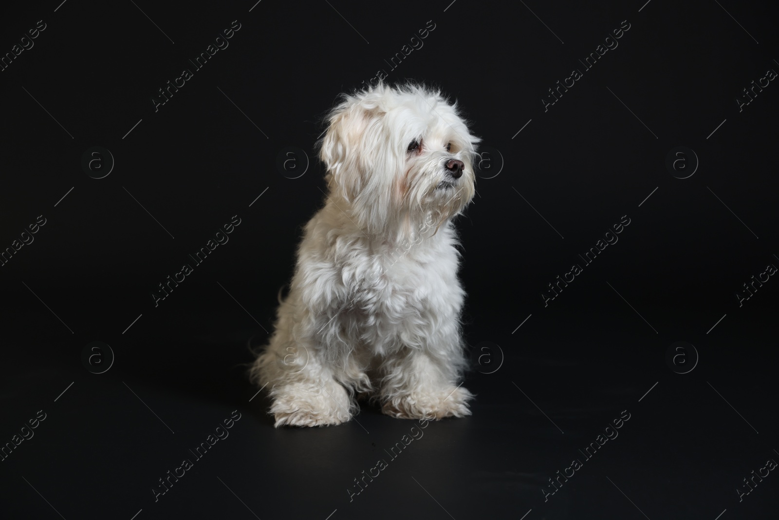 Photo of Cute white Maltese dog on black background
