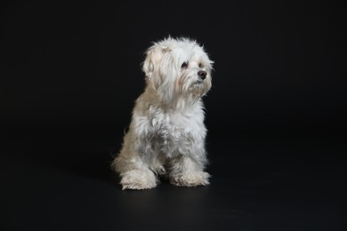Photo of Cute white Maltese dog on black background