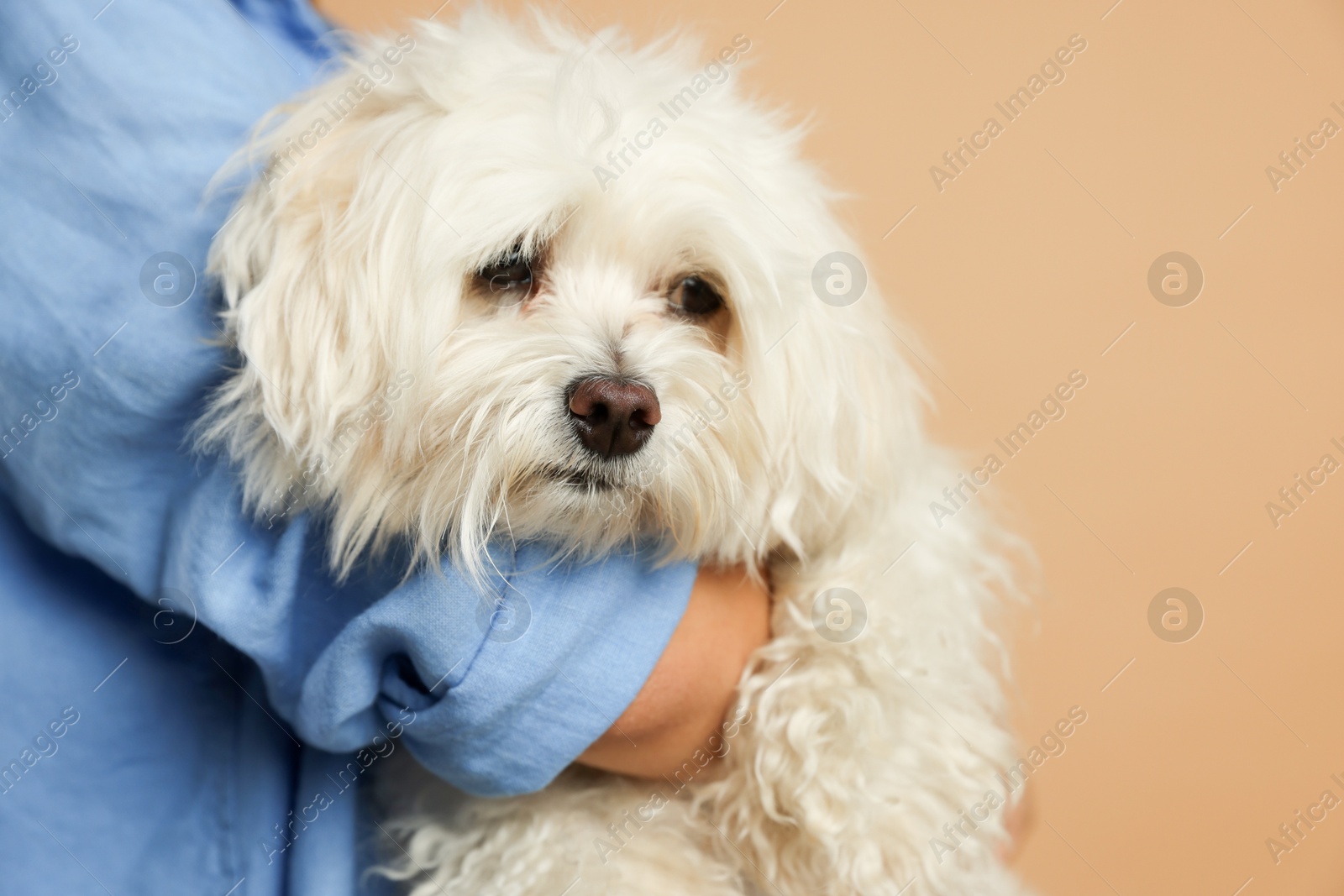 Teenage girl with Maltese dog on beige background, closeup Photo of Teenage girl with Maltese dog on beige background, closeup