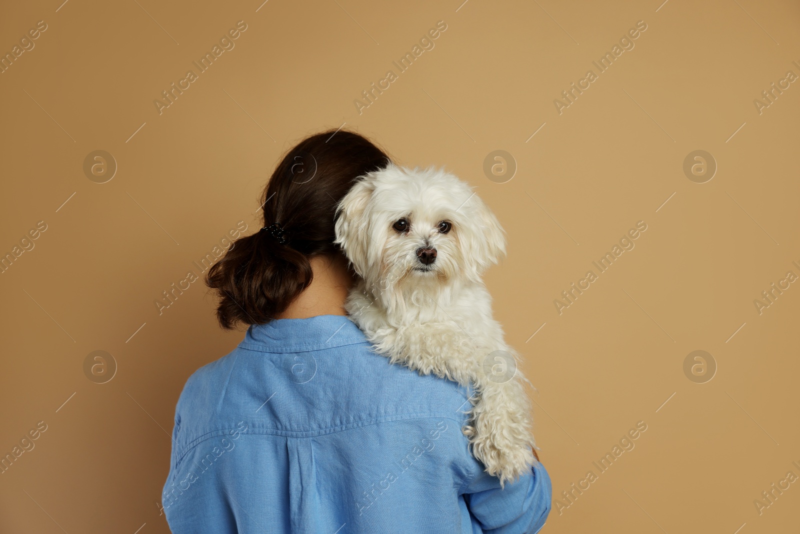 Happy teenage girl with Maltese dog on beige background, back view Photo of Happy teenage girl with Maltese dog on beige background, back view