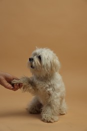 Photo of Owner with cute white Maltese dog on beige background, closeup