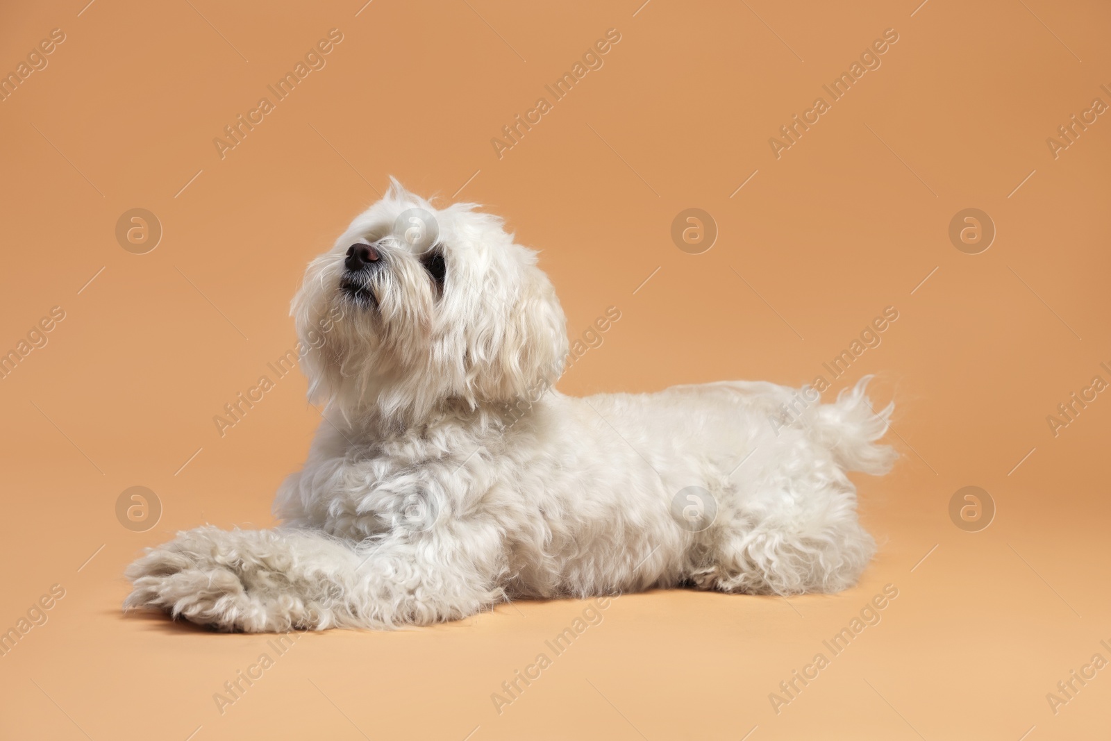 Photo of Cute white Maltese dog on beige background