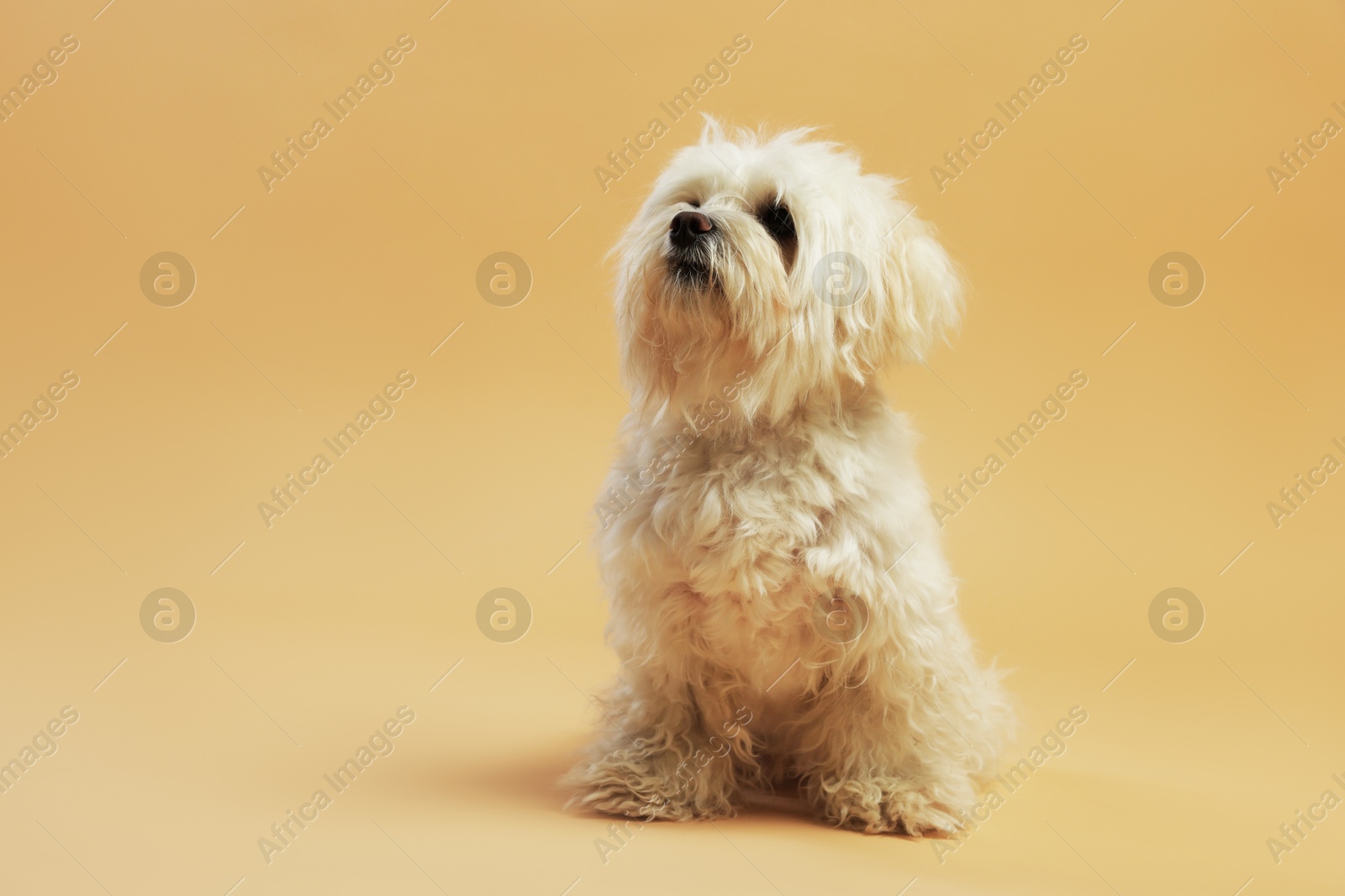 Cute white Maltese dog on beige background, space for text Photo of Cute white Maltese dog on beige background, space for text