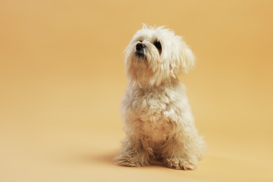 Photo of Cute white Maltese dog on beige background, space for text