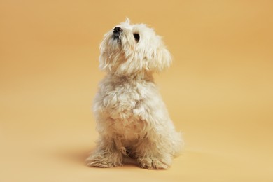 Photo of Cute white Maltese dog on beige background