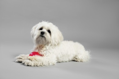 Photo of Cute white Maltese dog with toy on light grey background