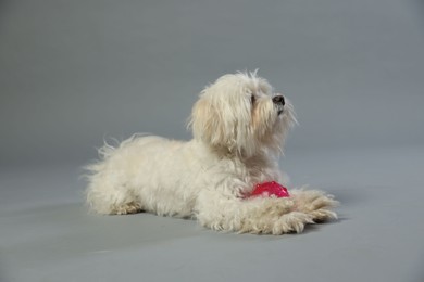 Photo of Cute white Maltese dog with toy on light grey background