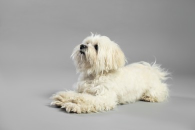 Photo of Cute white Maltese dog on light grey background