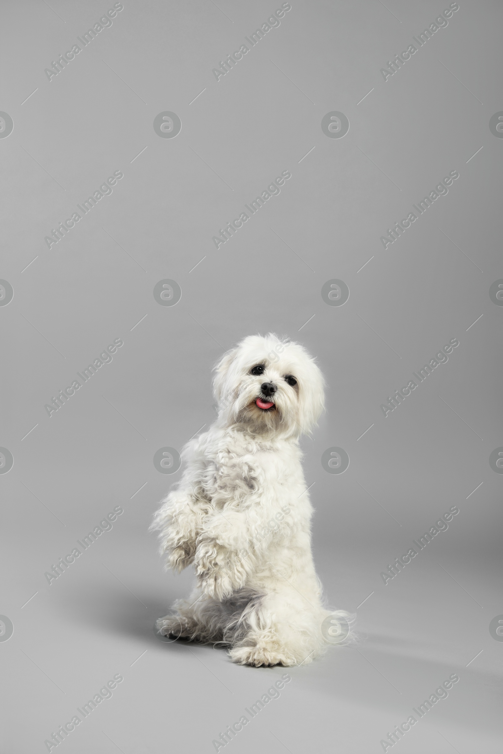 Cute white Maltese dog on light grey background, space for text Photo of Cute white Maltese dog on light grey background, space for text